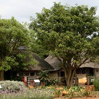 traditional medicinal plant displays