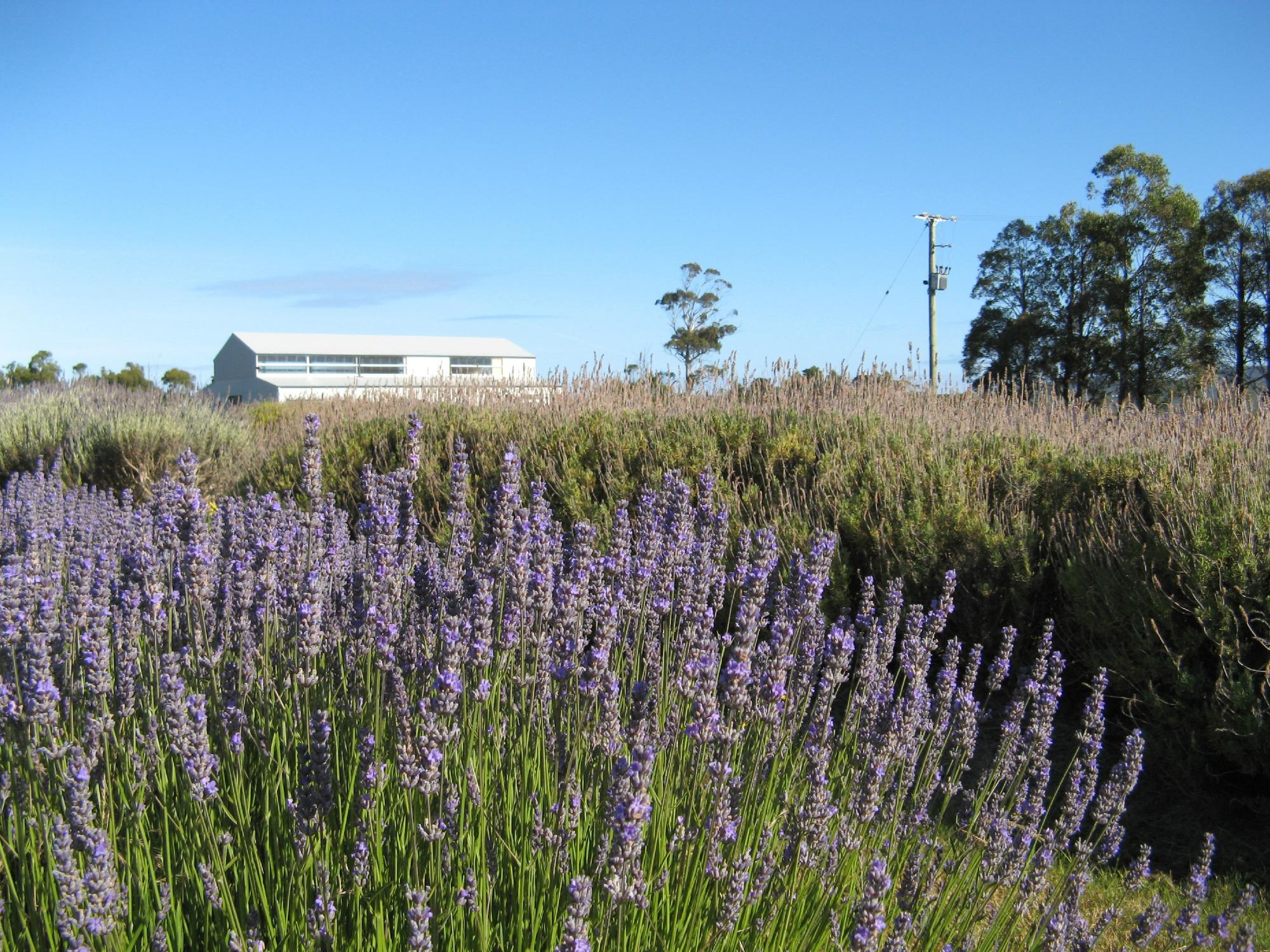 lavender house perfumery