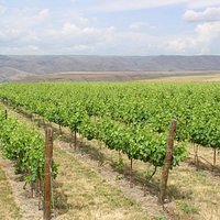 Estate Vineyard - Summer 2009
