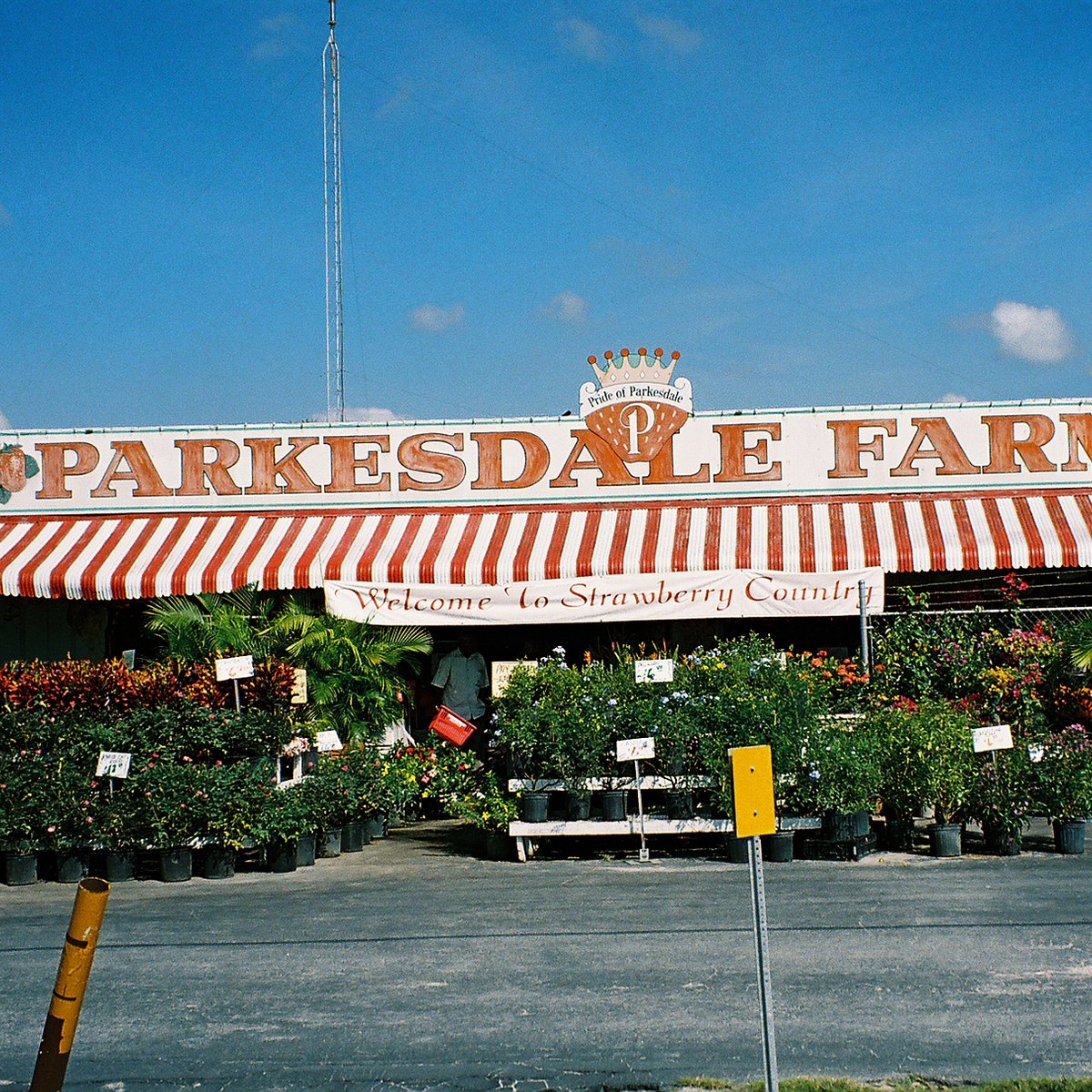 5 Epipremnum Pinnatum – Parkesdale Market