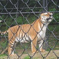 ROYAL BENGAL TIGER...