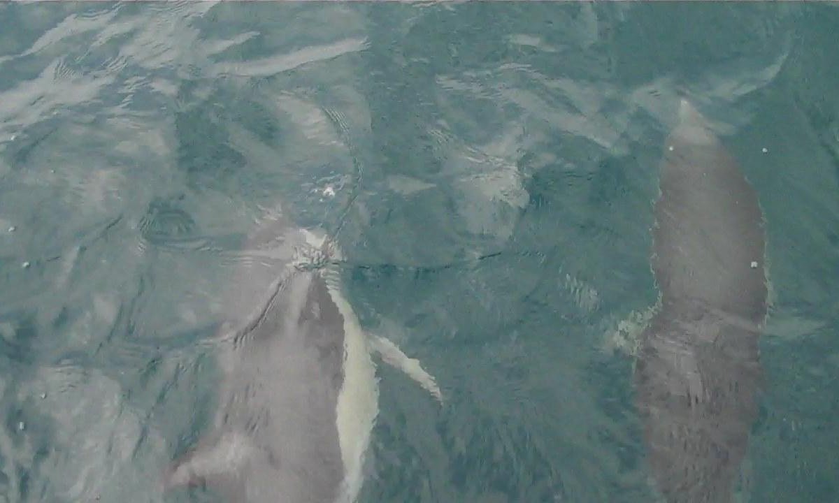 Dolphin planet отзывы. Дельфин планет отзывы