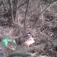 If you keep still, birds will eat out of your hand.