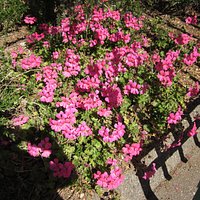 Flowers at the entrance