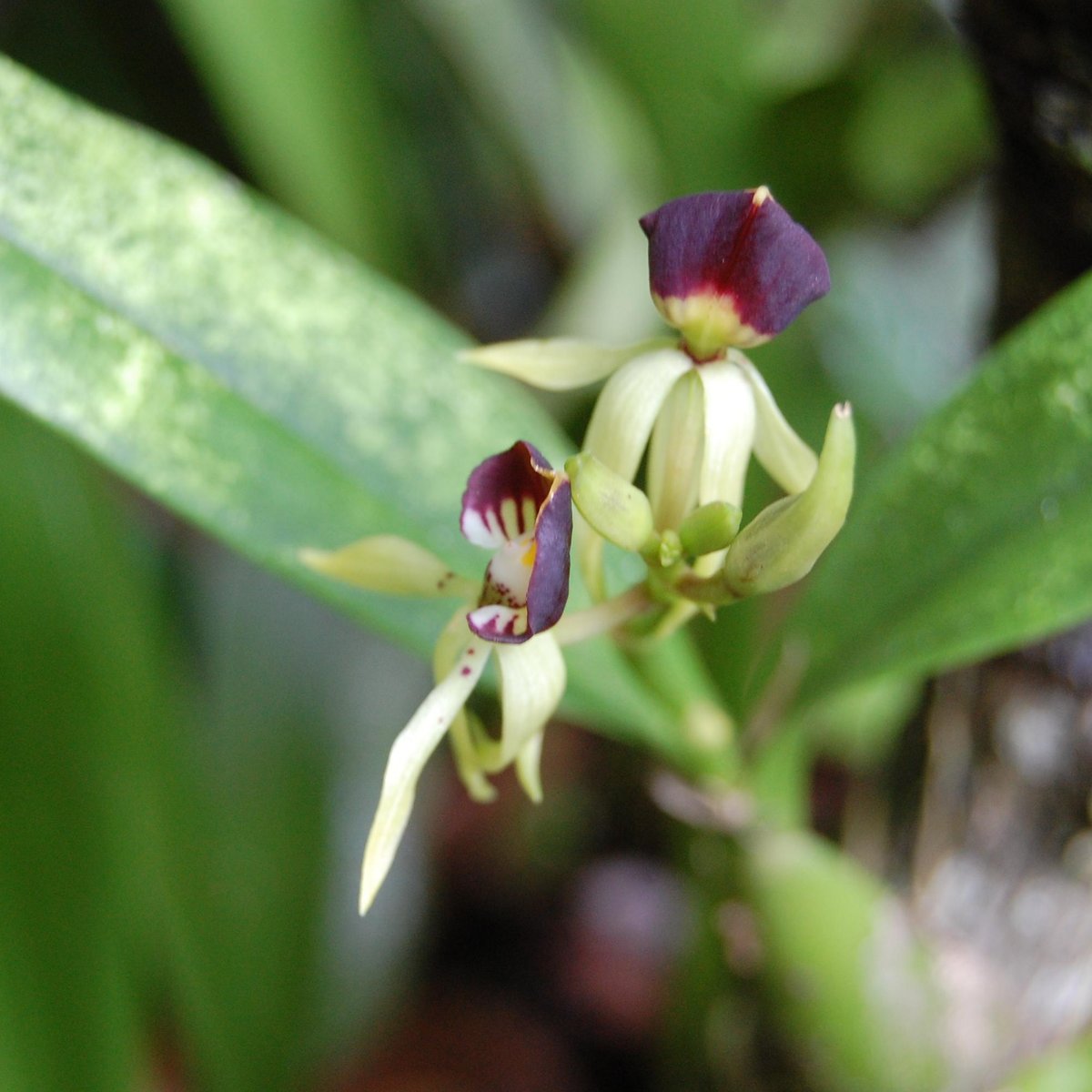 BOTANICAL ORCHID GARDEN (La Garita) - 2023 Qué saber antes de ir - Lo más  comentado por la gente - Tripadvisor