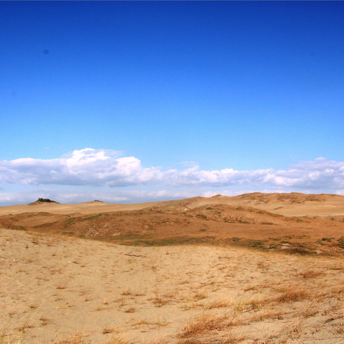 are dogs allowed at the sand dunes