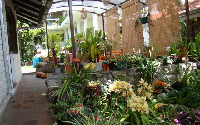Blooming Orchids