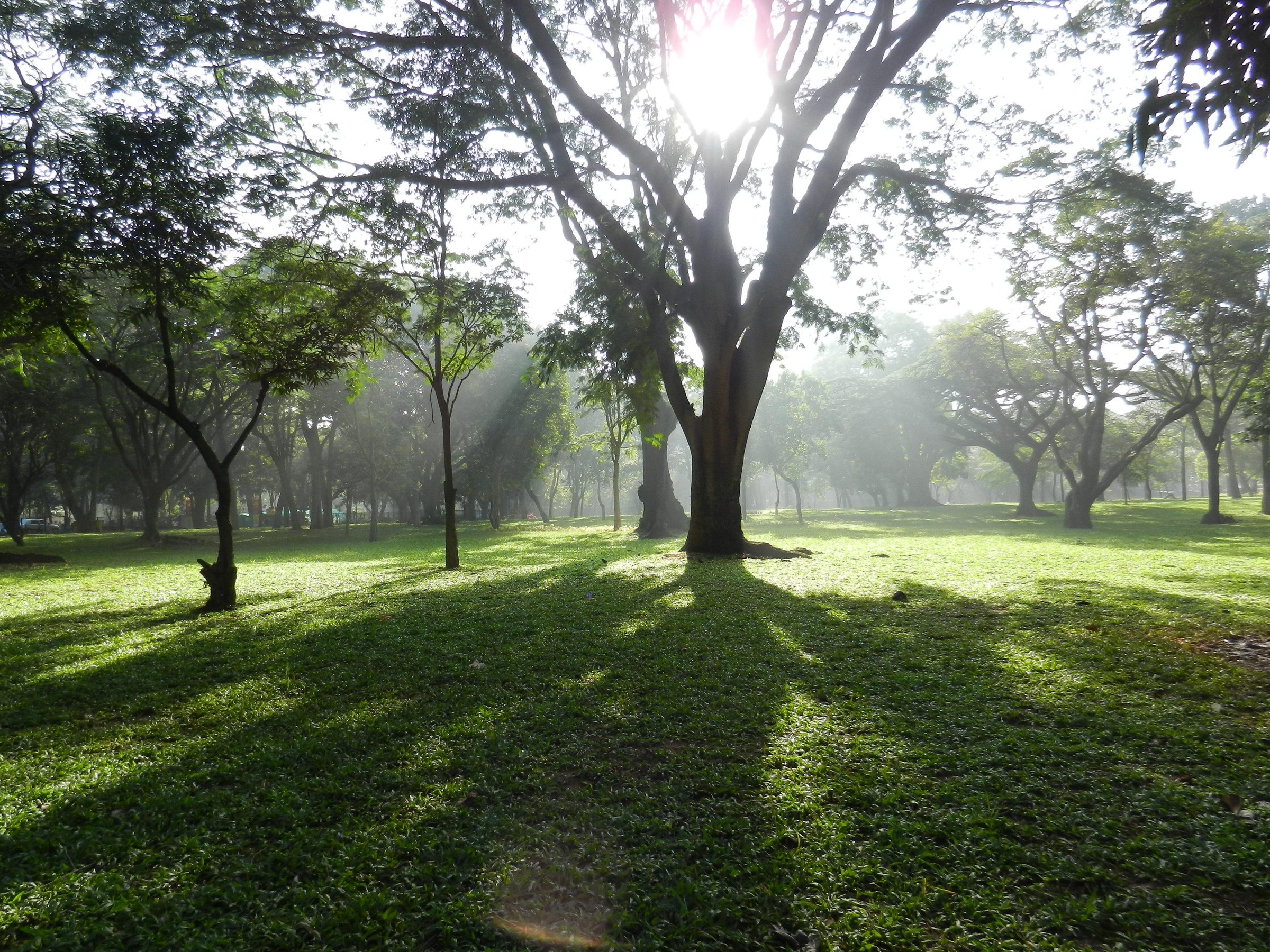 Cubbon Park Bangalore