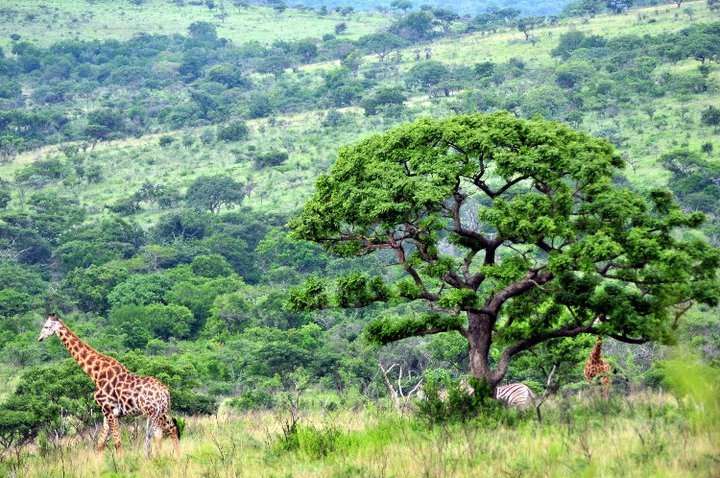 2021: O Que Fazer Em Parque Nacional De Kruger - OS 10 MELHORES Pontos ...