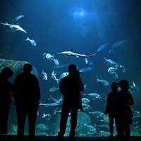 l'Aquashow, aquariums et spectacle d'oiseaux