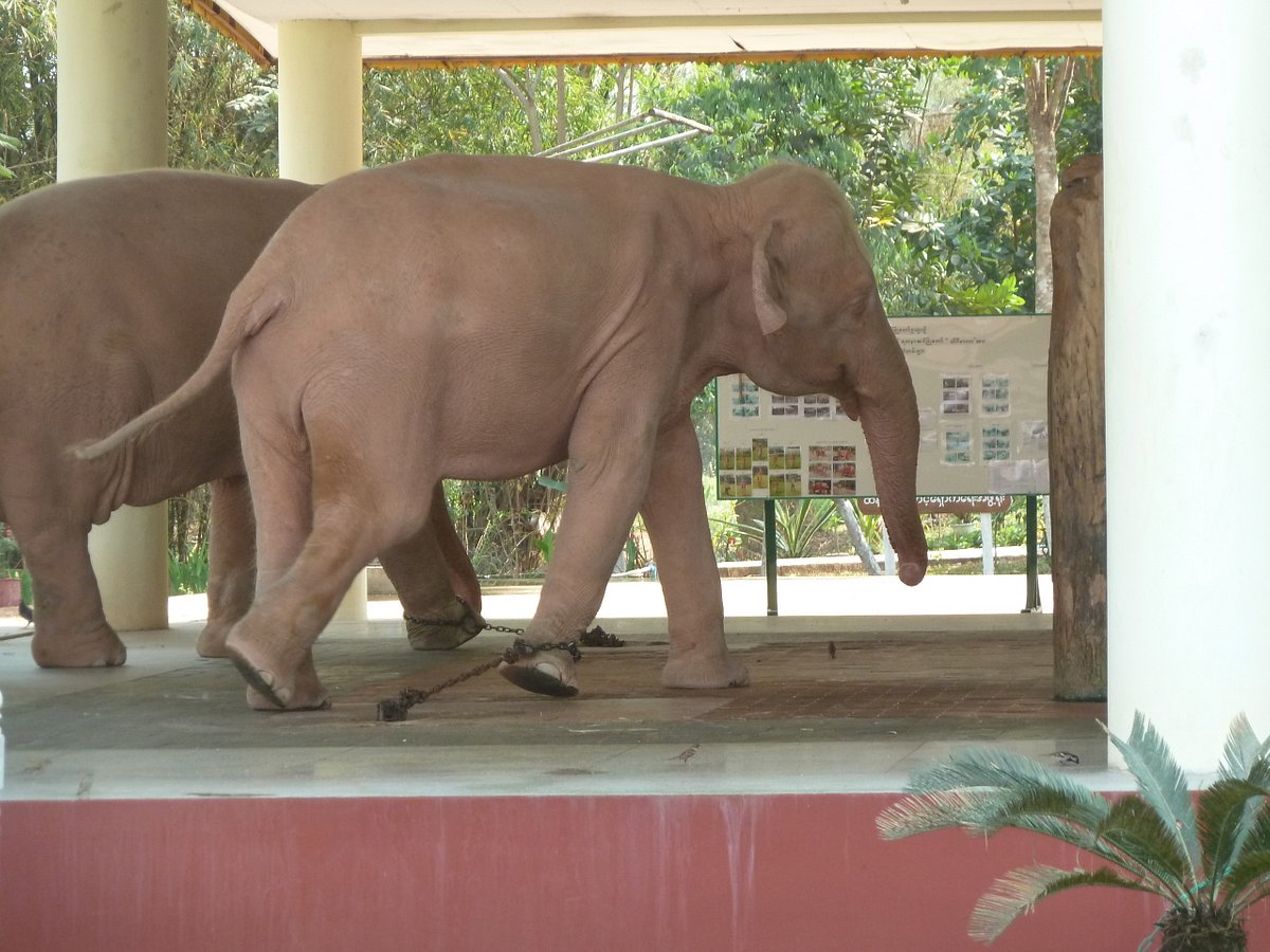 White Elephants (Yangon (Rangoon)) - All You Need to Know BEFORE You Go