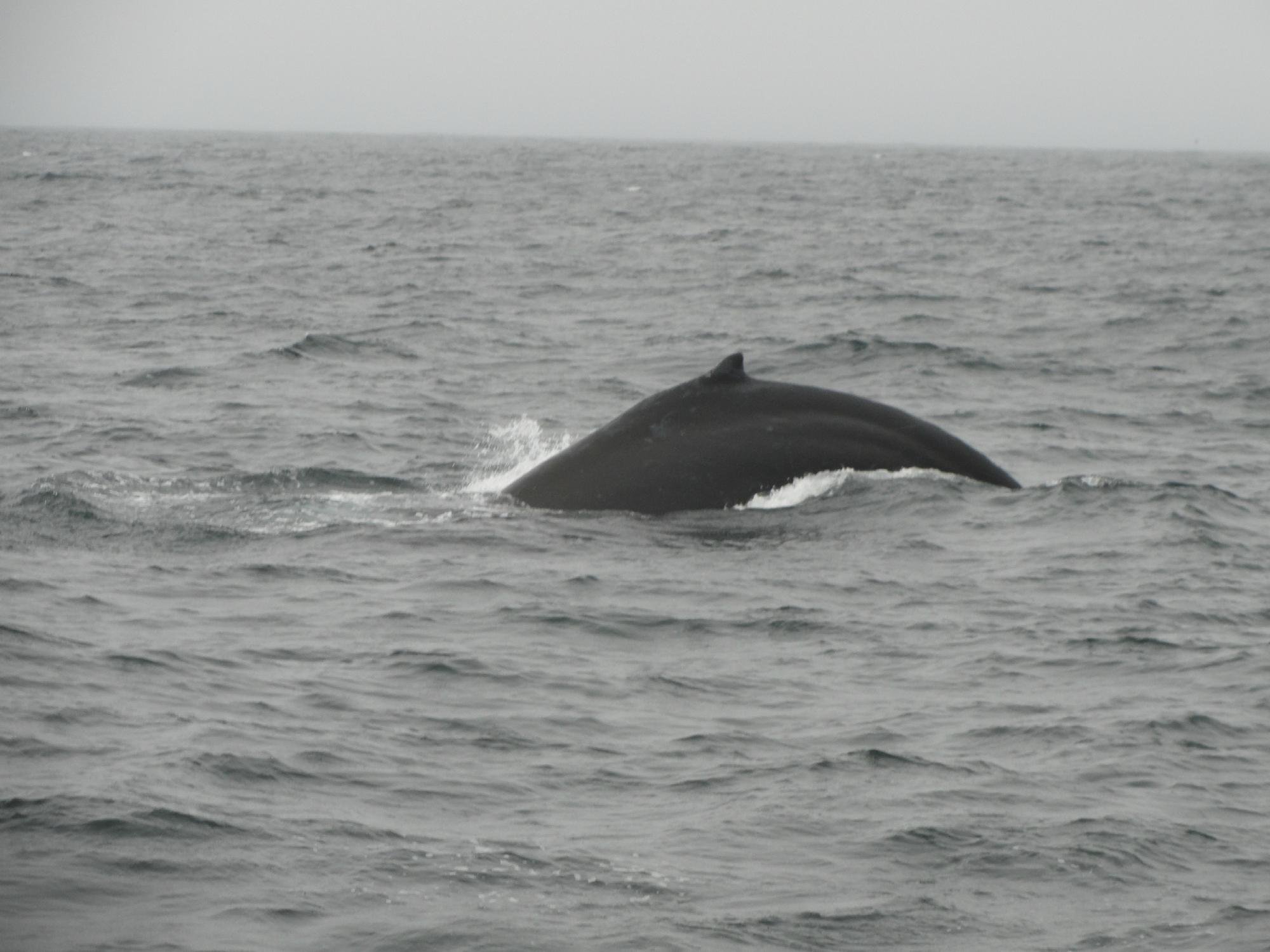 sf bay whale watching        
        <figure class=