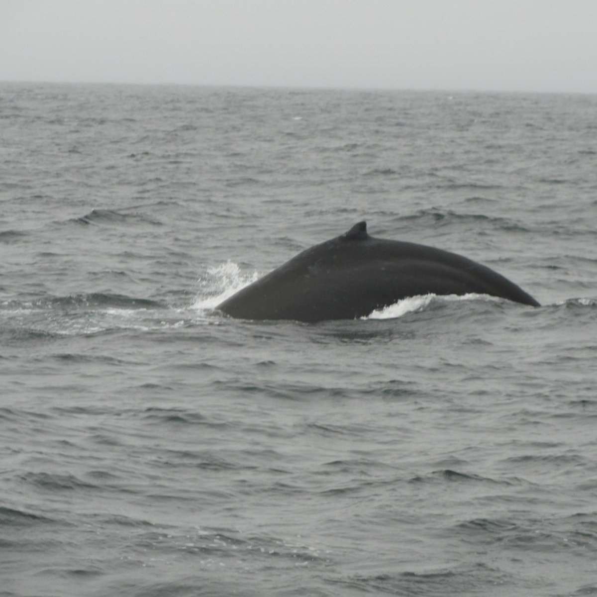 SF Bay Whale Watching - All You Need to Know BEFORE You Go (2024)