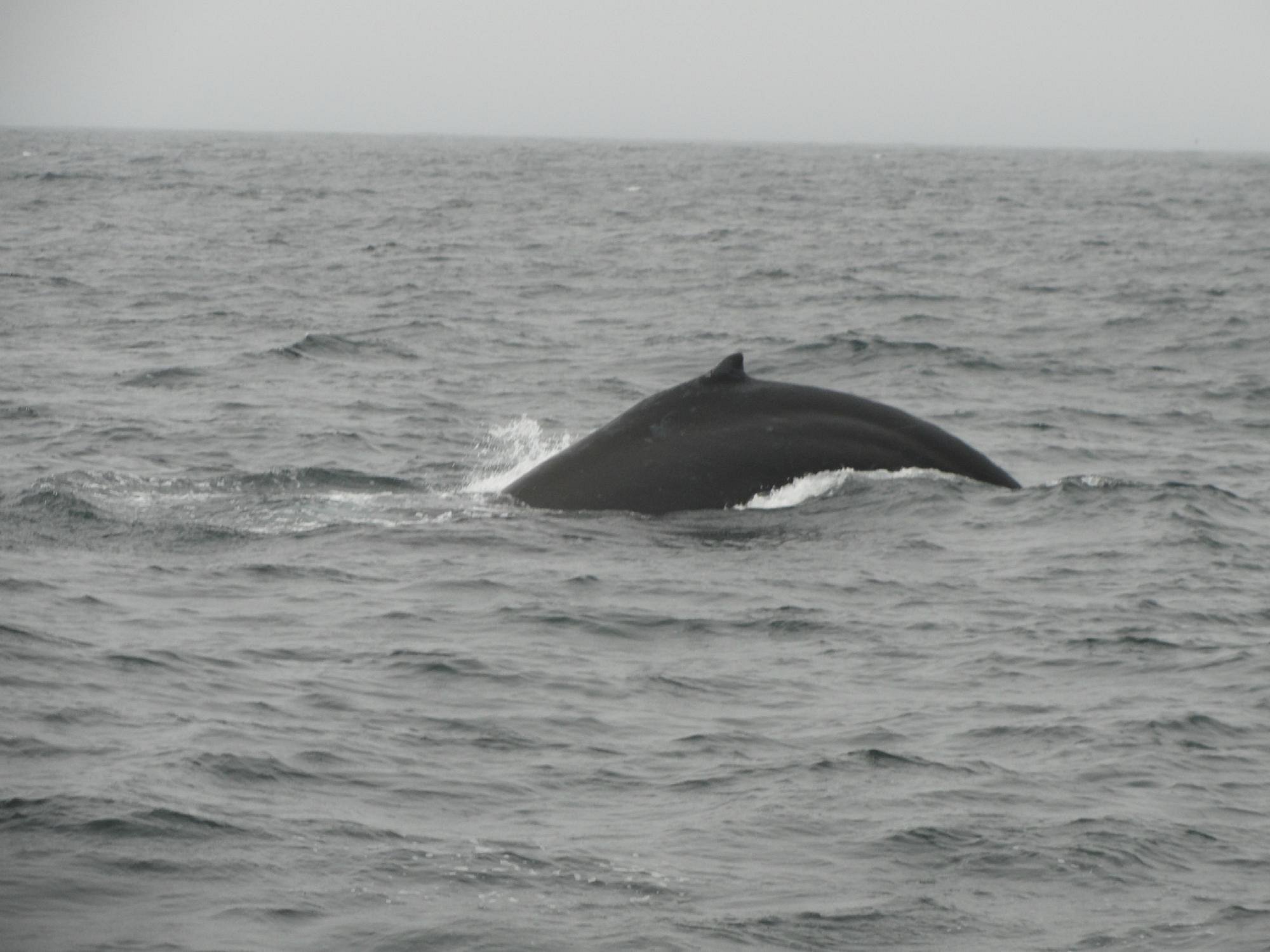 Sf Bay Whale Watching San Francisco 2022 Lo Que Se Debe Saber Antes