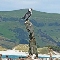 Little shag at Aramoana Mole