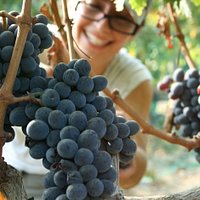Our annual grape picking festival