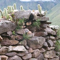 cacti