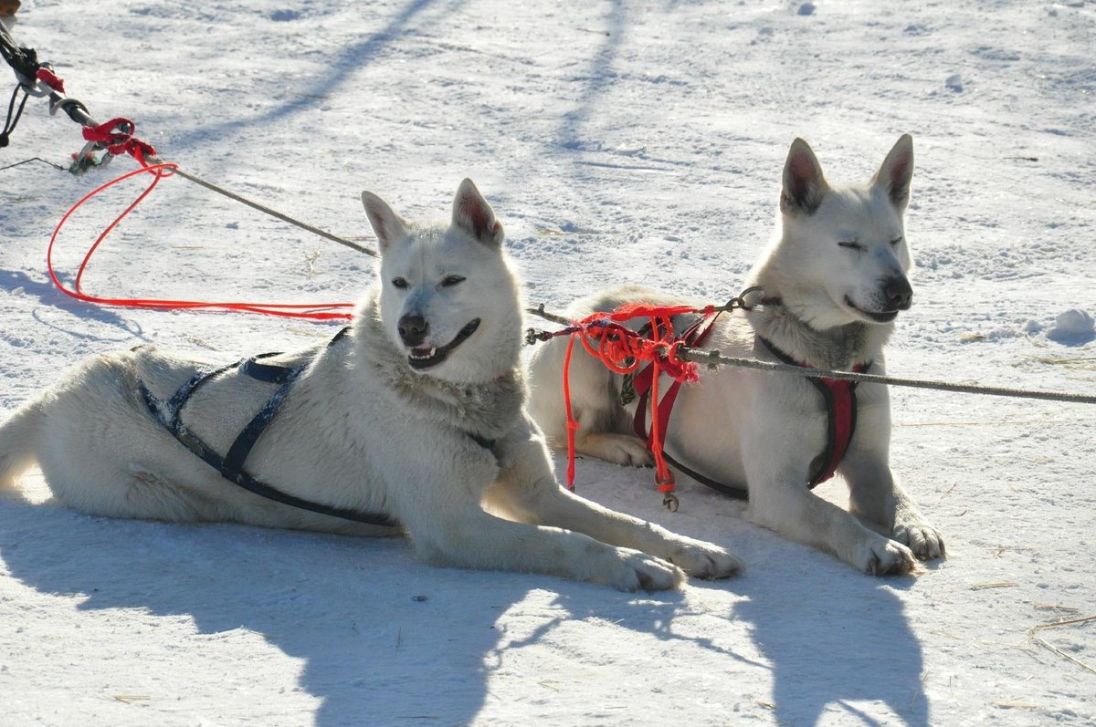 What Dogs Are Used To Pull Sleds