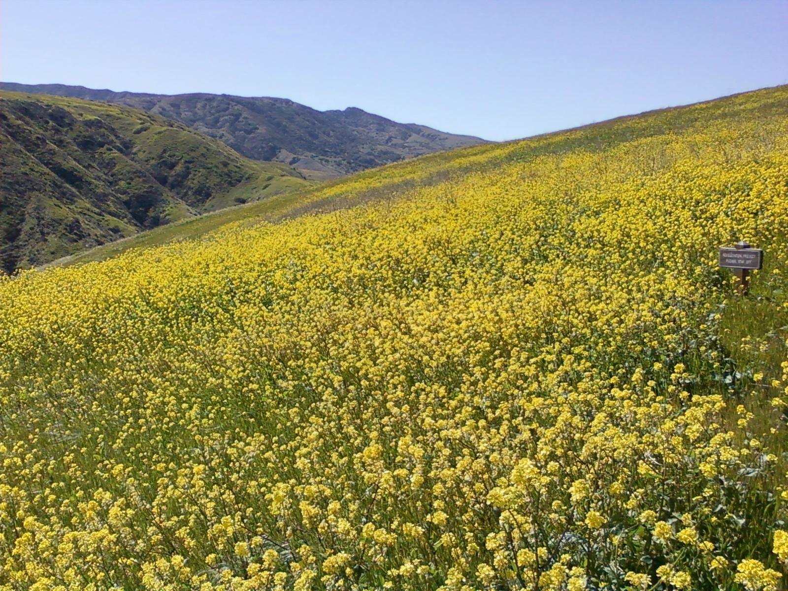 SANTA CRUZ ISLAND SCORPION RANCH CAMPGROUND Channel Islands