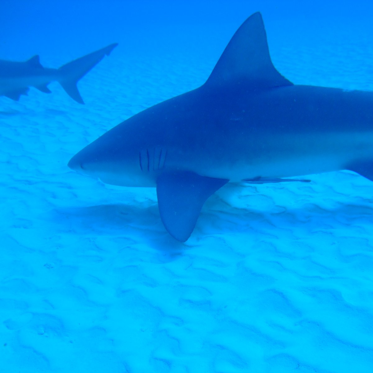 bull sharks diving center playa del carmen