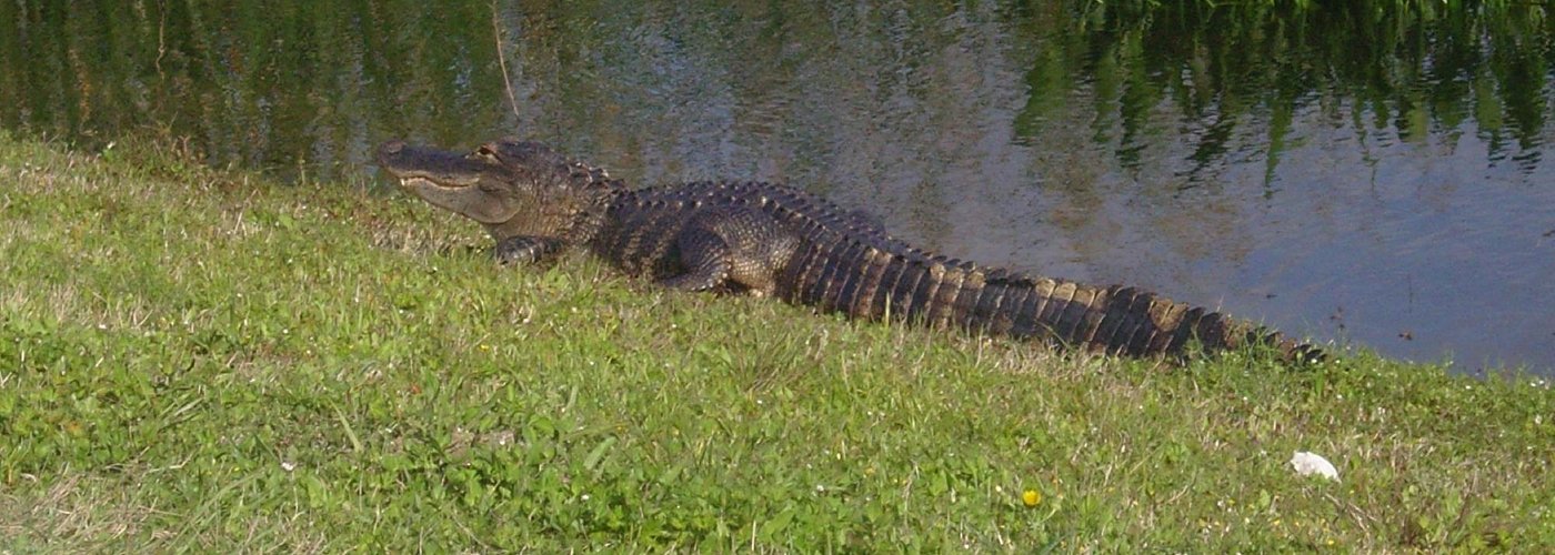 Frequent gator sightings; beware during mating season
