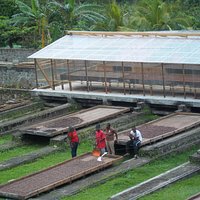 Watching the workers from the dining room process cocoa beans