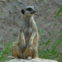 suricate