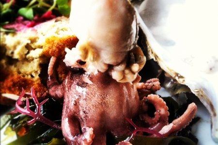 pickled baby octopus