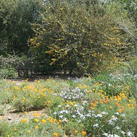 many flowers in bloom