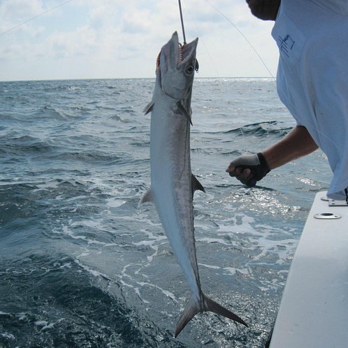 Clearwater Half-Day Fishing Tour: Reel in the Fun: Book Tours