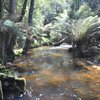 Top 8 Nature & Parks in Mount Field National Park, Tasmania