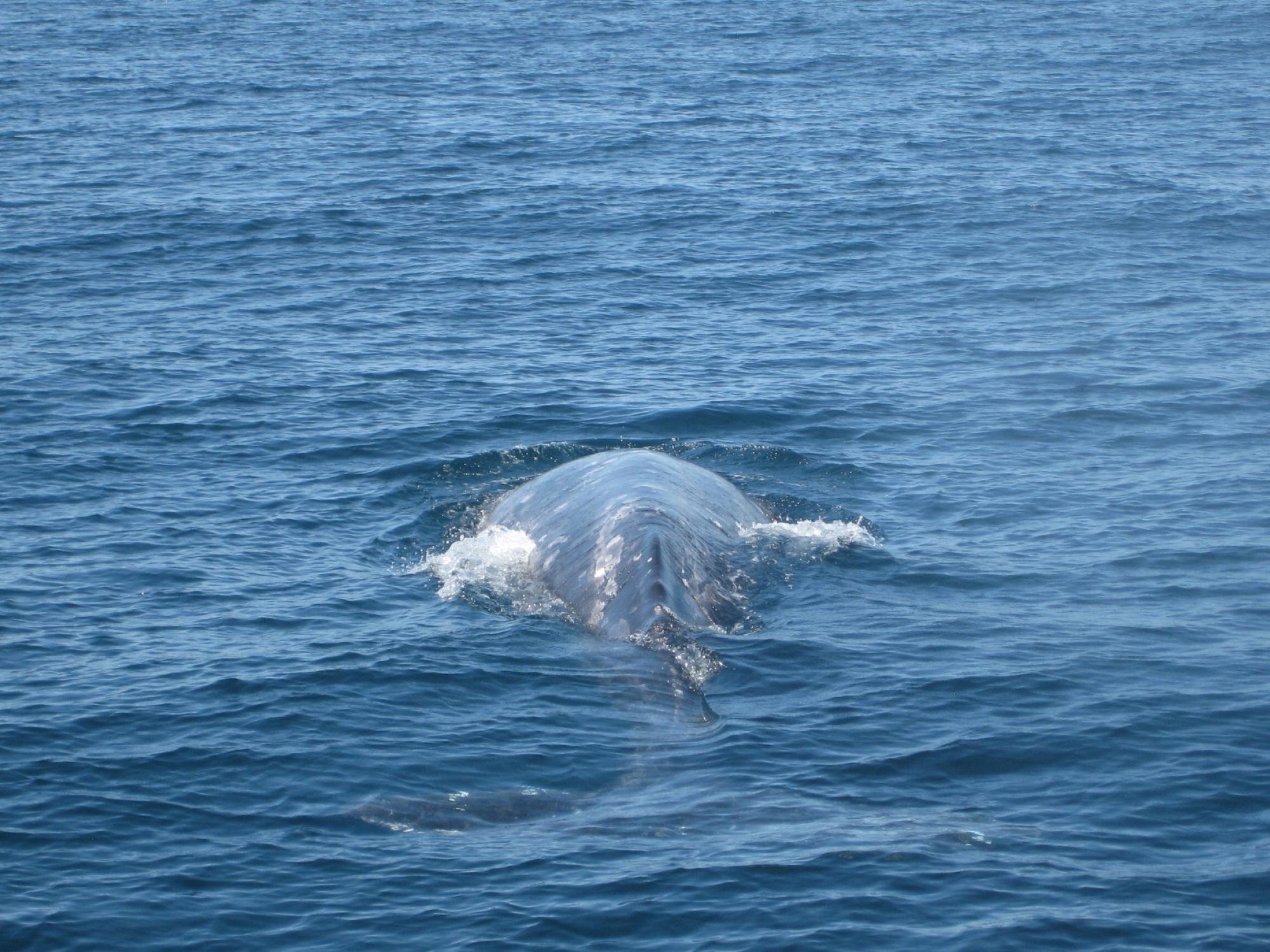 Channel Islands Whale Watching - All You Need to Know BEFORE You Go (2024)