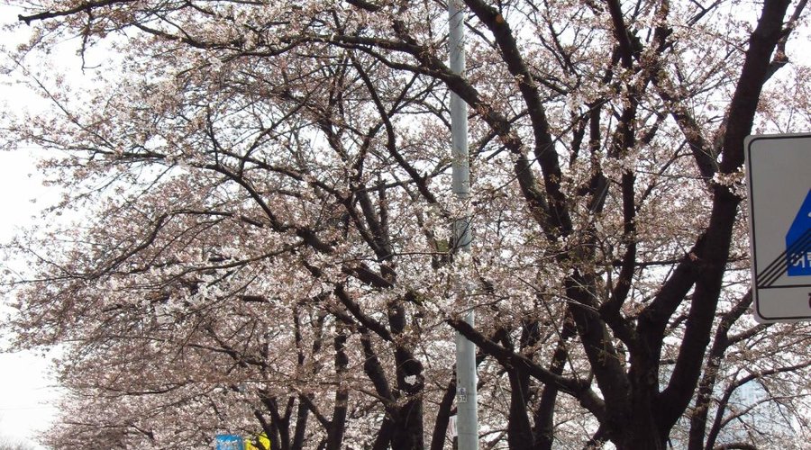 Cherry Blossom Trees