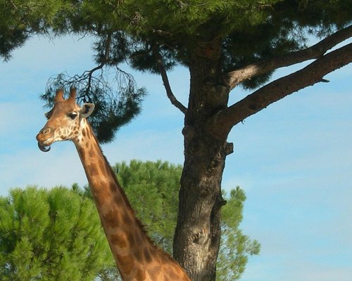 Parc zoologique de Fréjus  Provence-Alpes-Côte d'Azur Tourisme