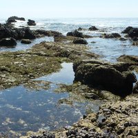 Glenn E. Vedder Ecological Reserve - Underwater Park and Tidepools ...