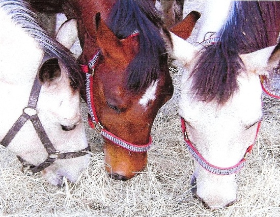 In The Breeze Horse Ranch All You Need to Know BEFORE You Go