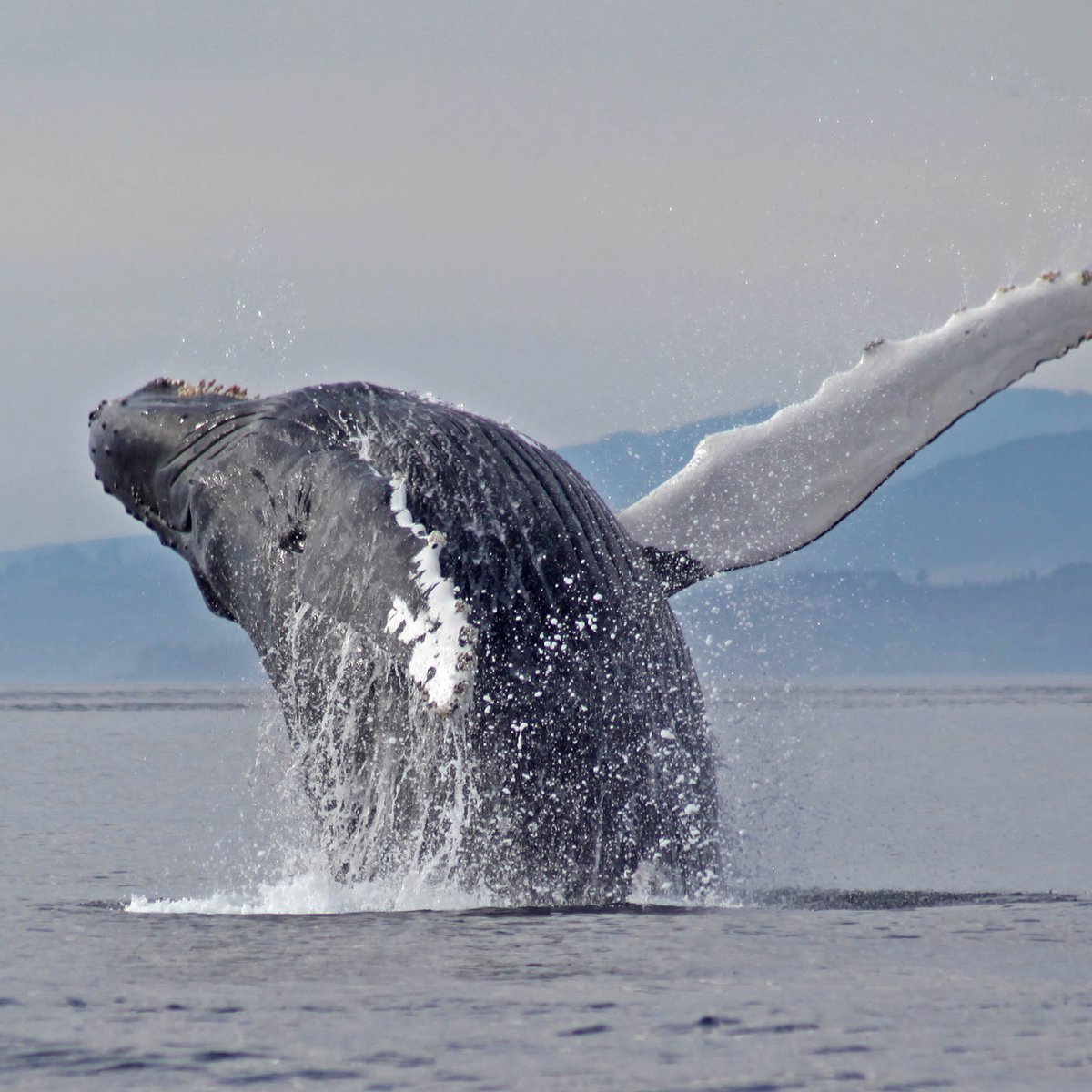 Sooke Coastal Explorations - All You Need to Know BEFORE You Go