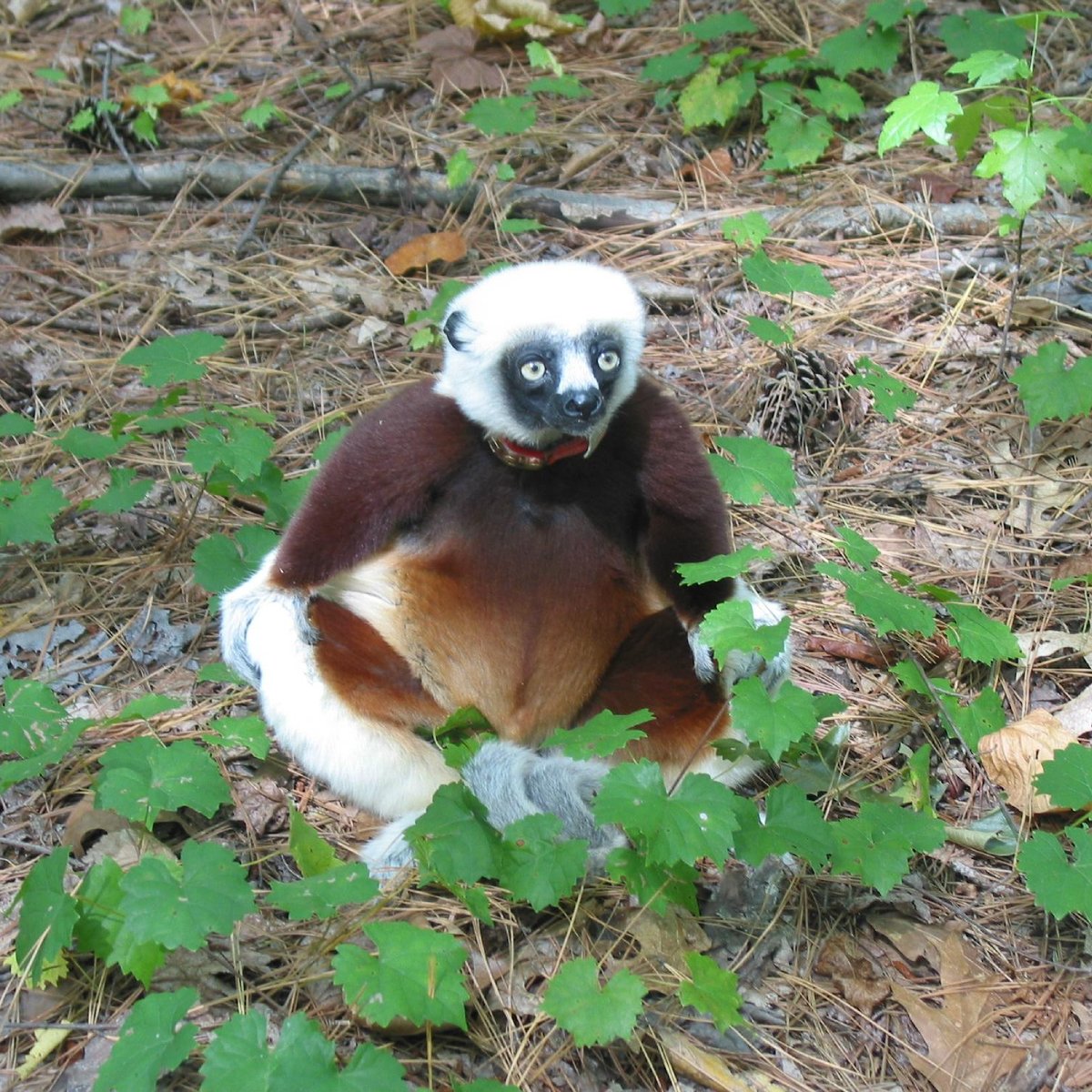 Duke Lemur Center - All You Need to Know BEFORE You Go (2024)