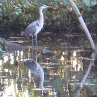 Heron on pond in Holywells Park