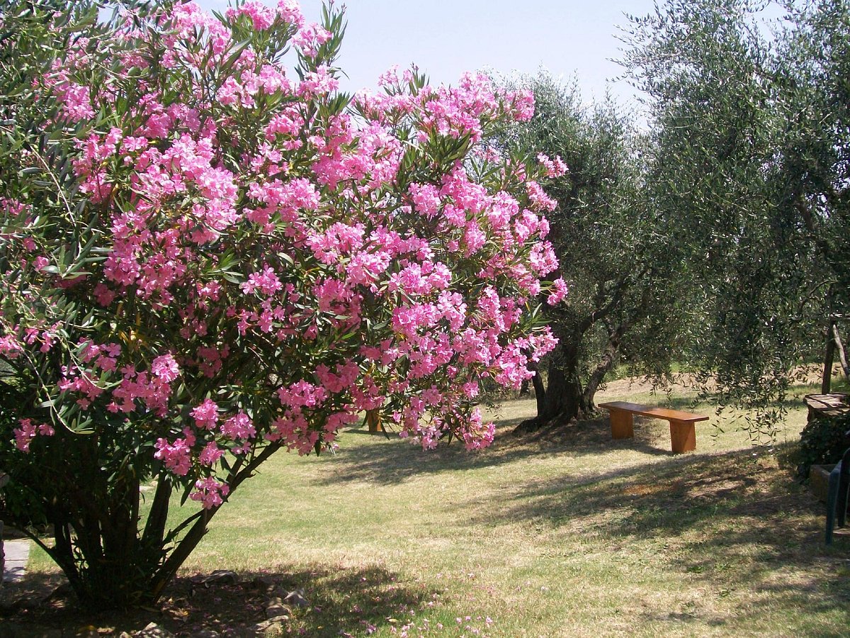 AGRITURISMO LE COLMATE - Prices & Farmhouse Reviews (Quarrata, Italy)