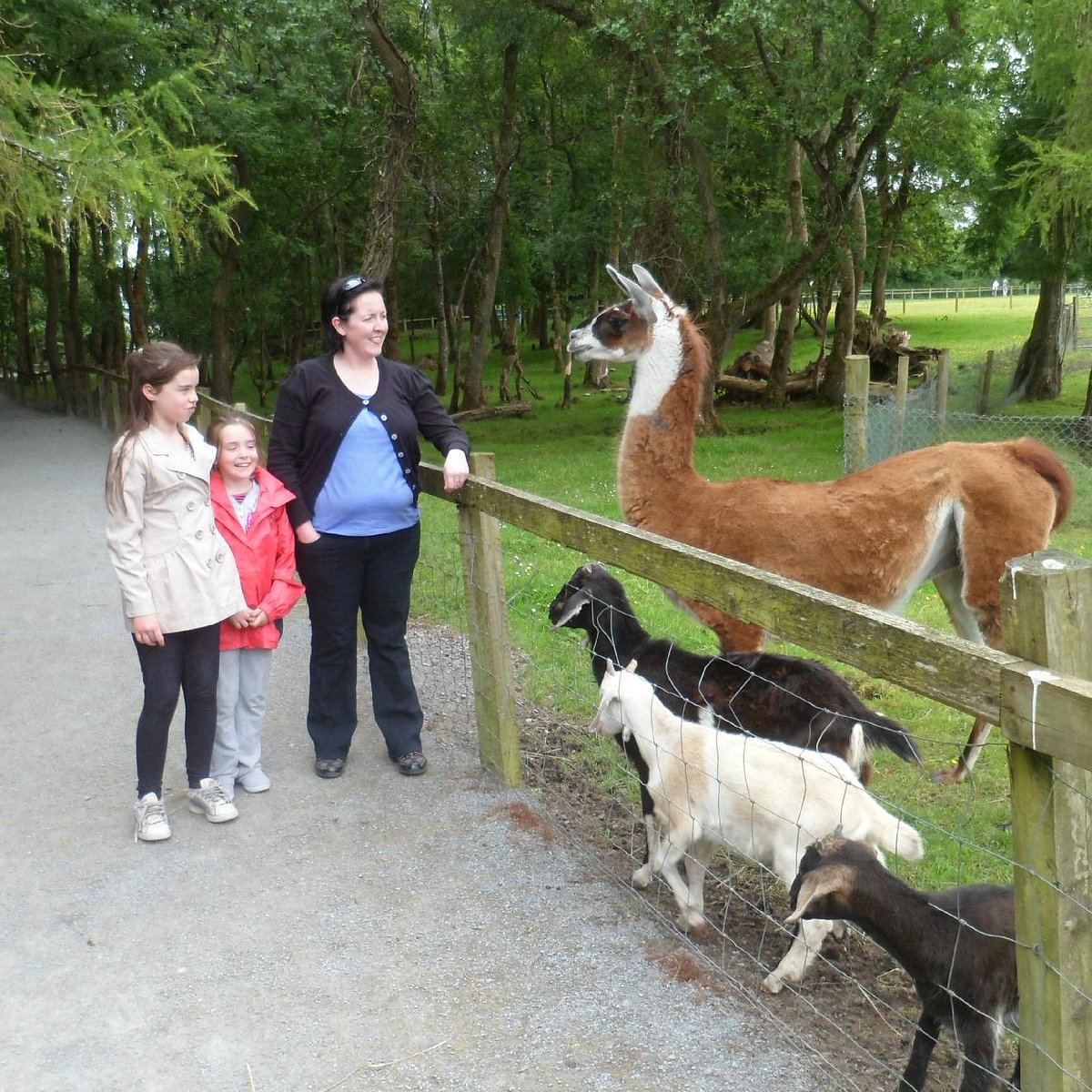 Turoe Pet Farm & Leisure Park, Лугри: лучшие советы перед посещением -  Tripadvisor