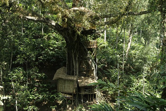 யானைகள் செய்யும் சேட்டைகள்😍, Topslip Tree house