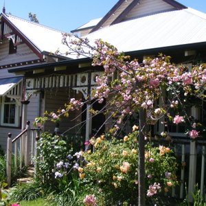 Weeping cherry out the front of the house