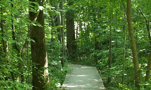 leafy path in Stadtpark Neue Welt
