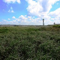 wetland area