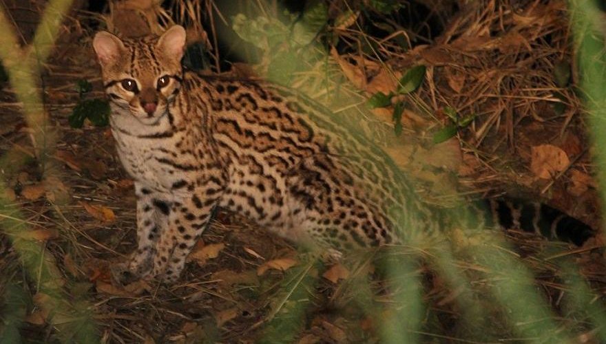 Ocelot