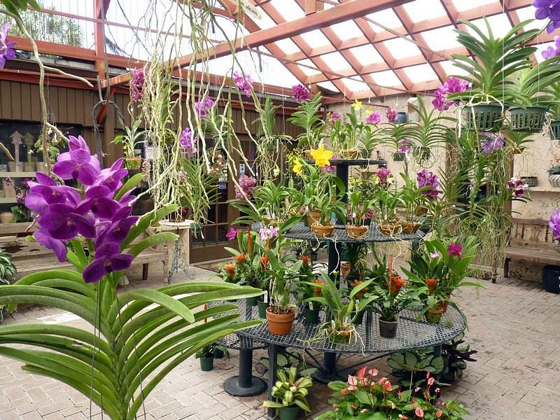 Orchids And Ivy Flower Delivery Largo FL - Rose Garden Florist