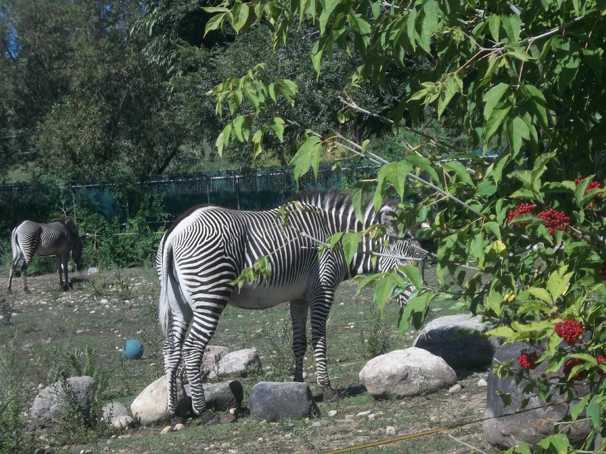 Valley Zoo, Эдмонтон: лучшие советы перед посещением - Tripadvisor