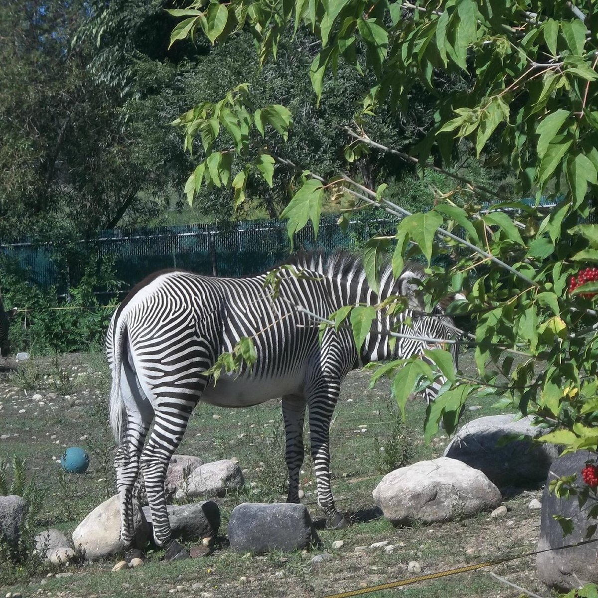 Valley Zoo, Эдмонтон: лучшие советы перед посещением - Tripadvisor