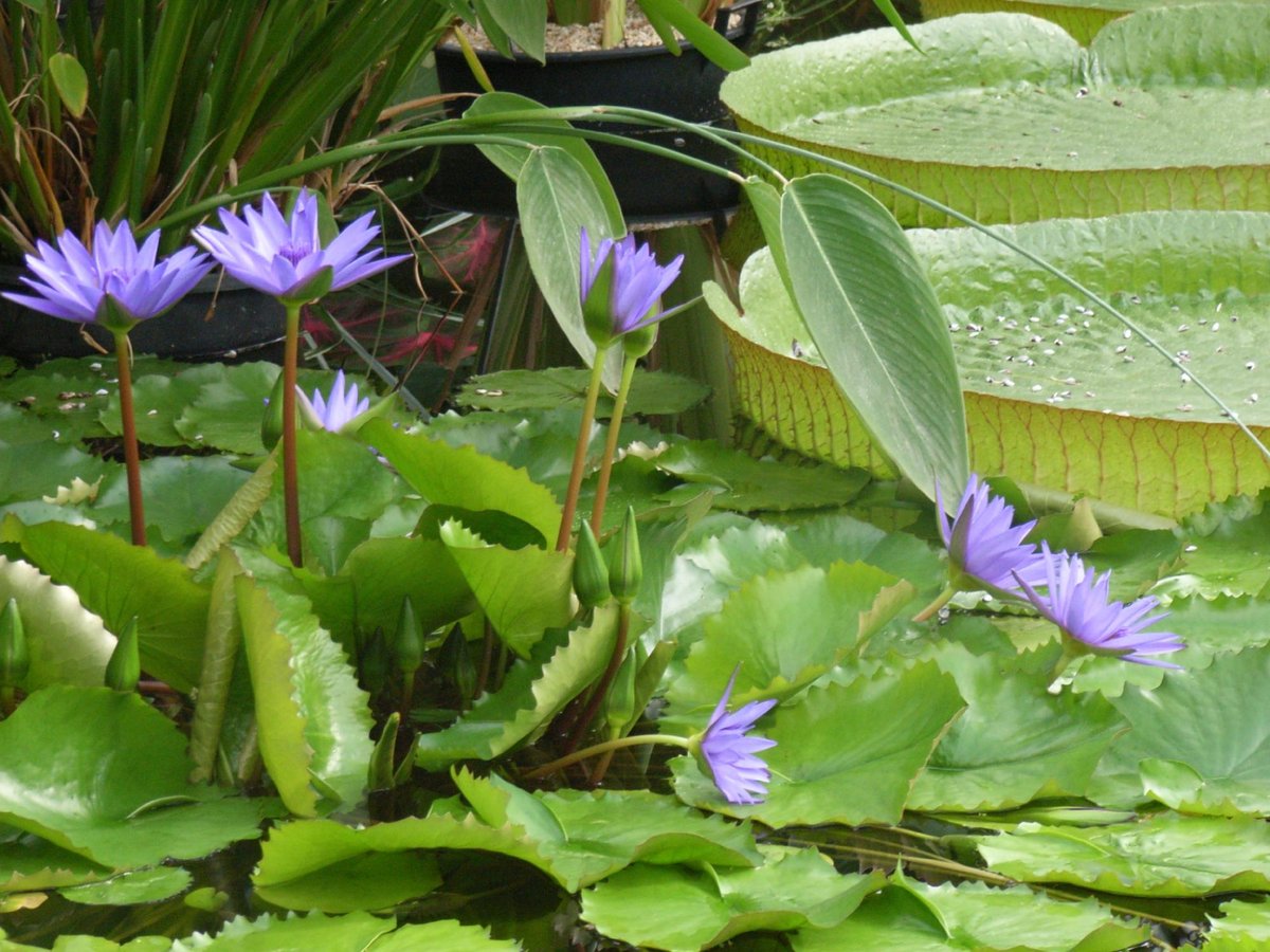 Dresden Botanical Gardens, Дрезден: лучшие советы перед посещением -  Tripadvisor